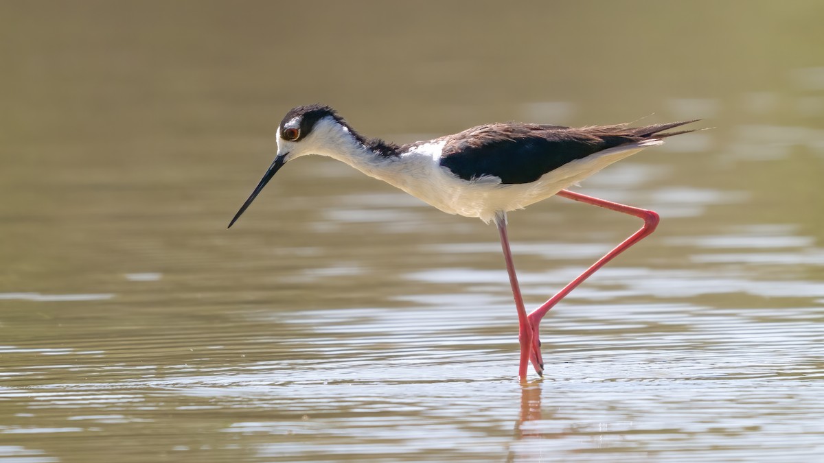 Black-necked Stilt - ML620190449