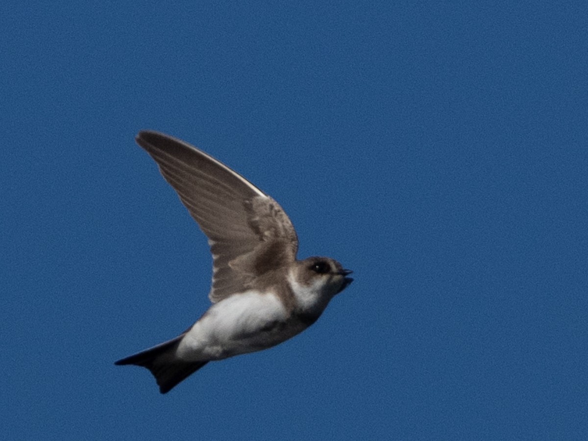 Bank Swallow - ML620190451