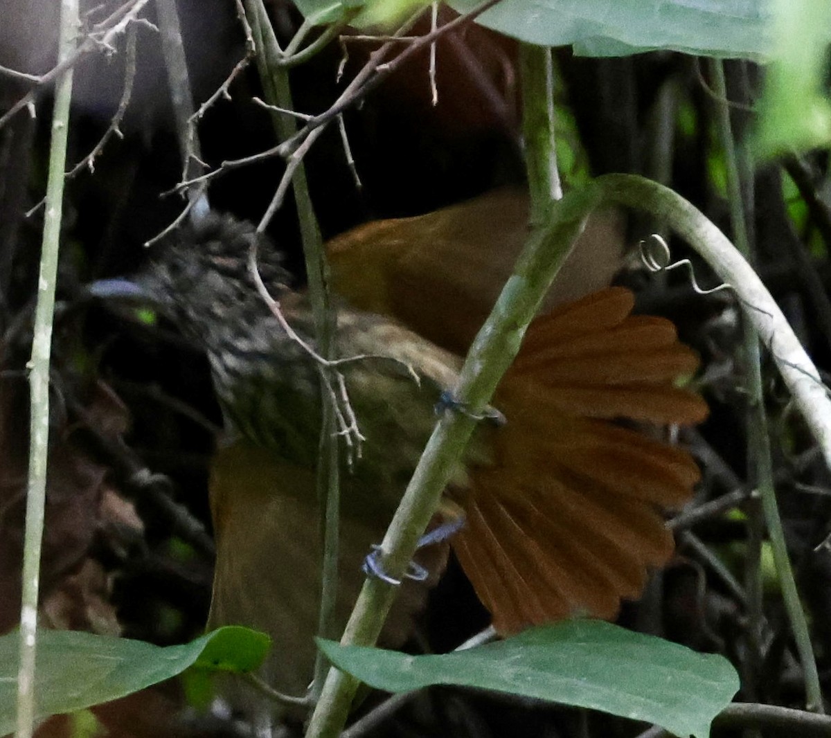 Black Antshrike - ML620190452