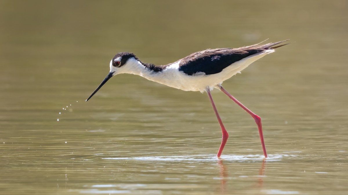 Black-necked Stilt - ML620190454