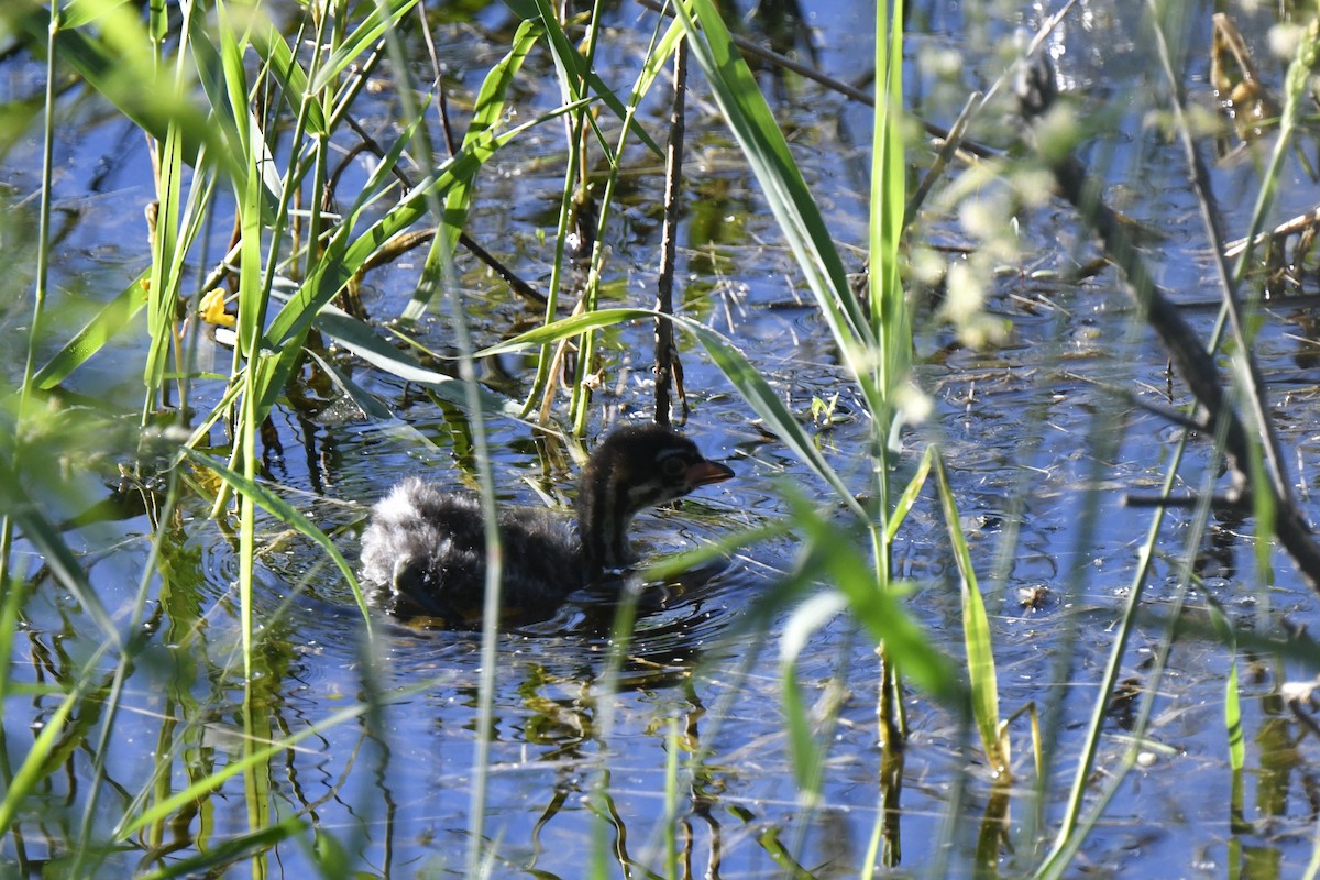 Pied-billed Grebe - ML620190456