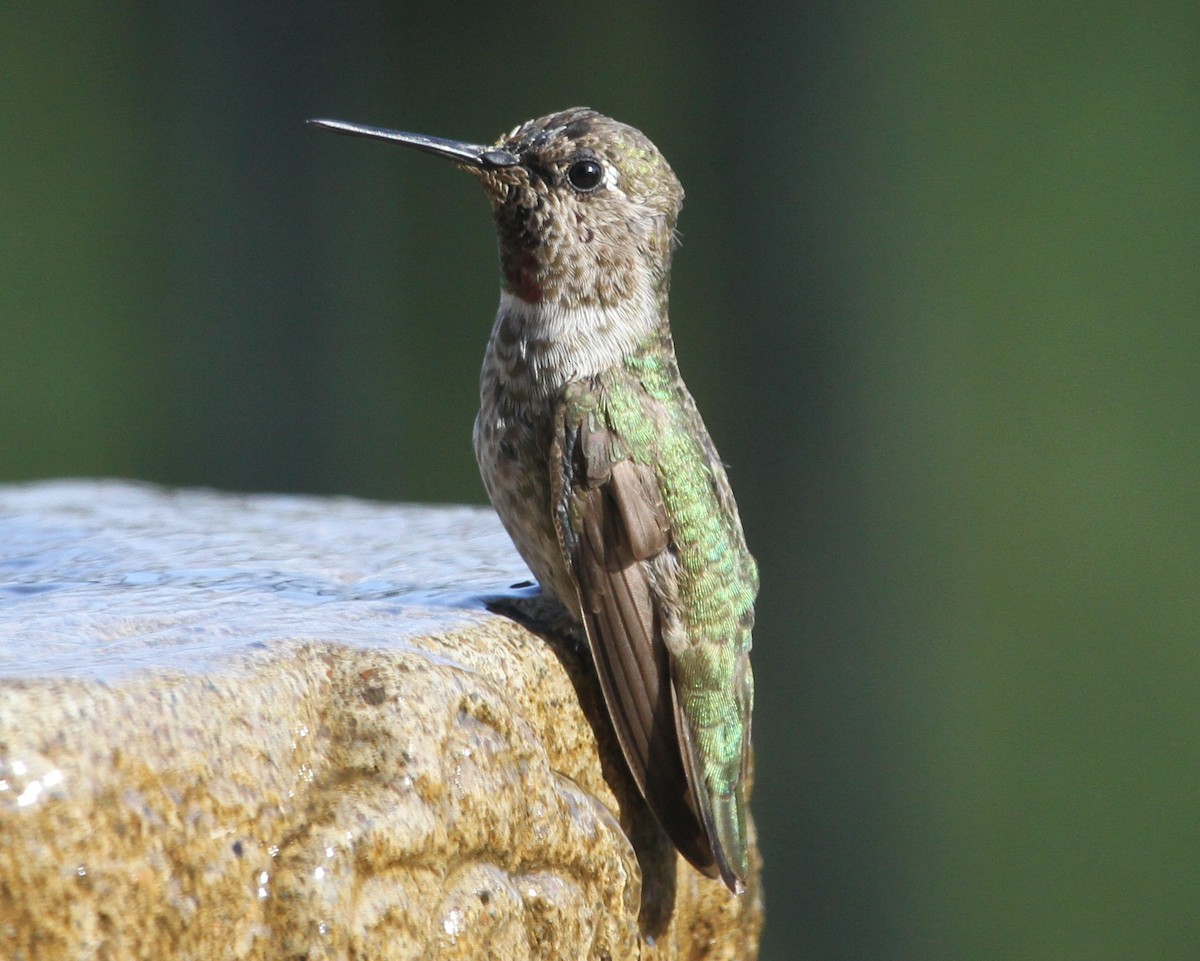 hummingbird sp. - ML620190466