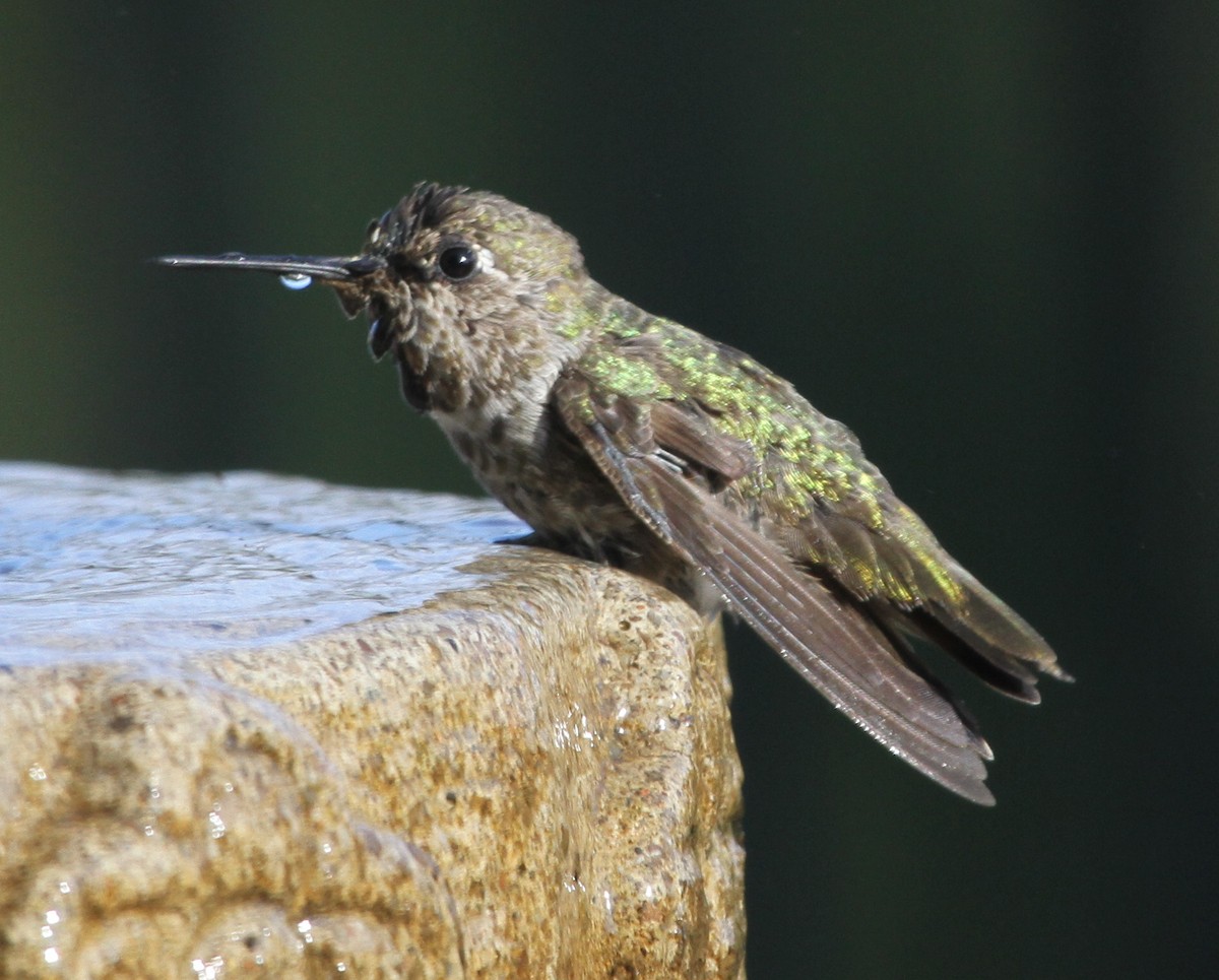 hummingbird sp. - ML620190467