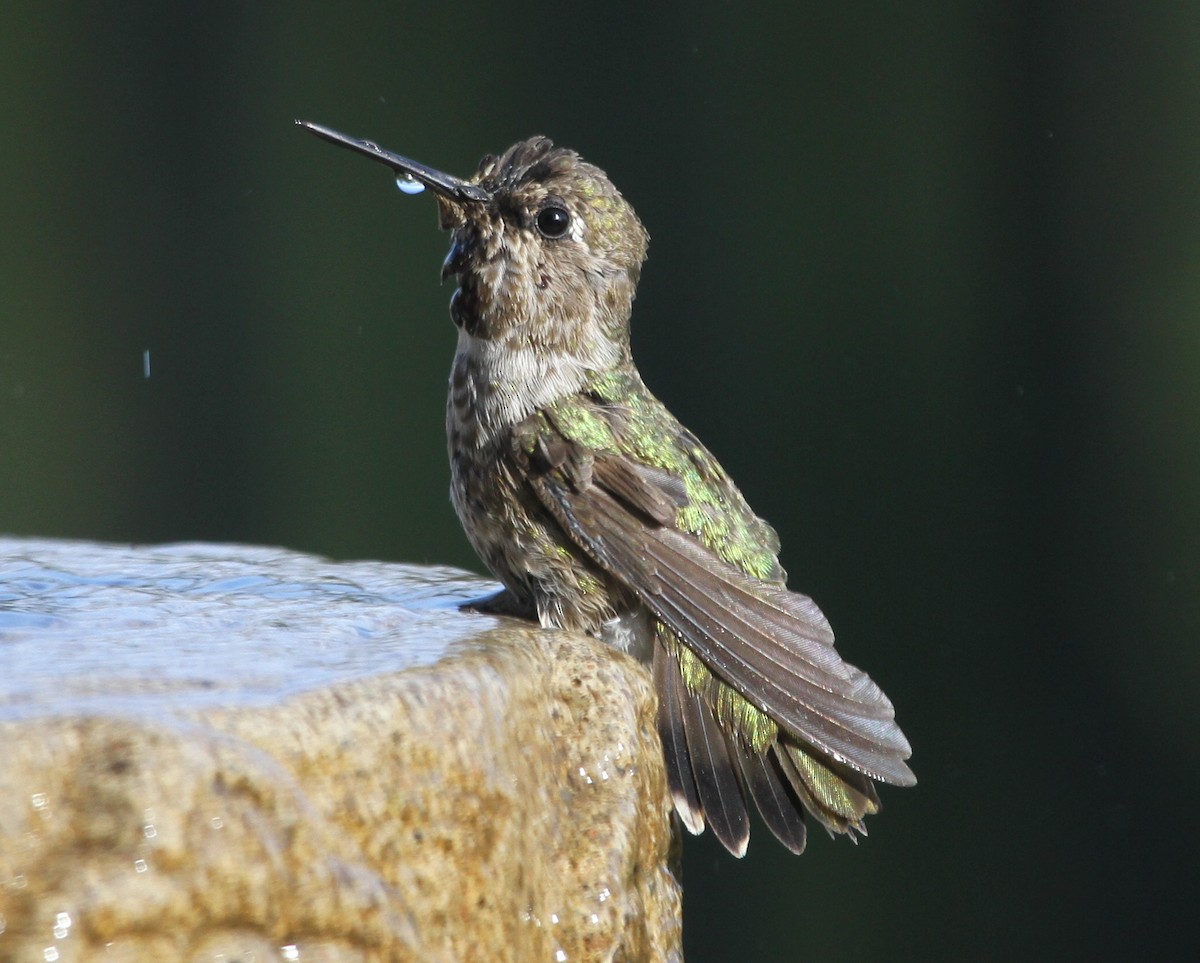 tanımsız Trochilidae sp. - ML620190469