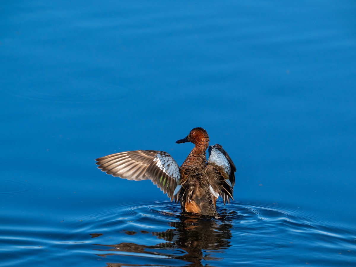 Cinnamon Teal - ML620190472