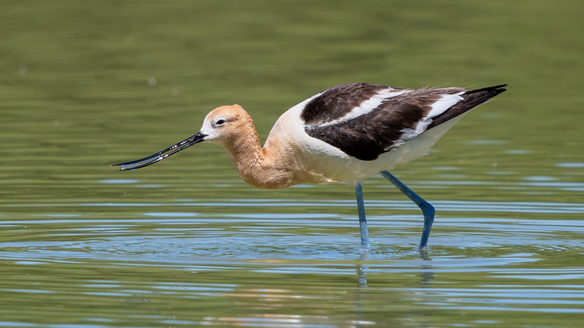 Avocette d'Amérique - ML620190473