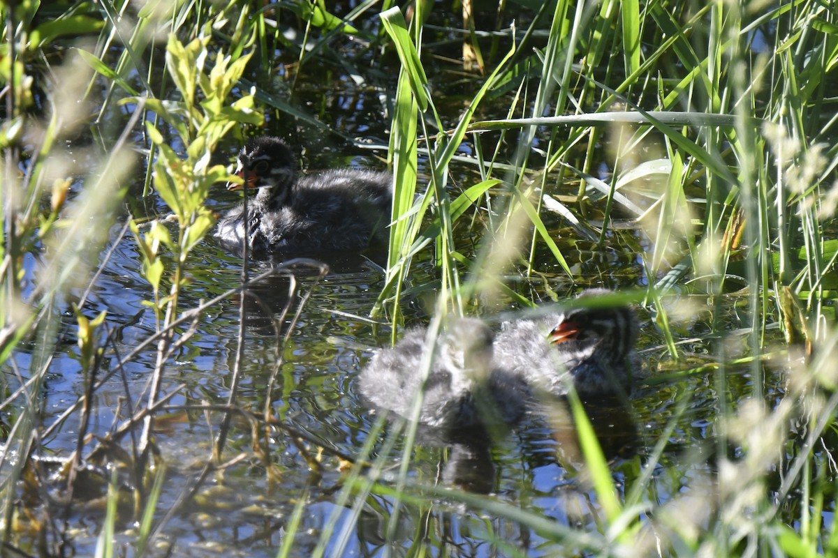 Pied-billed Grebe - ML620190476