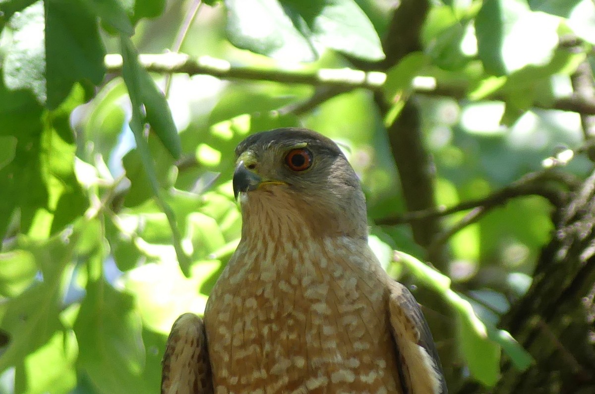 Cooper's Hawk - ML620190479