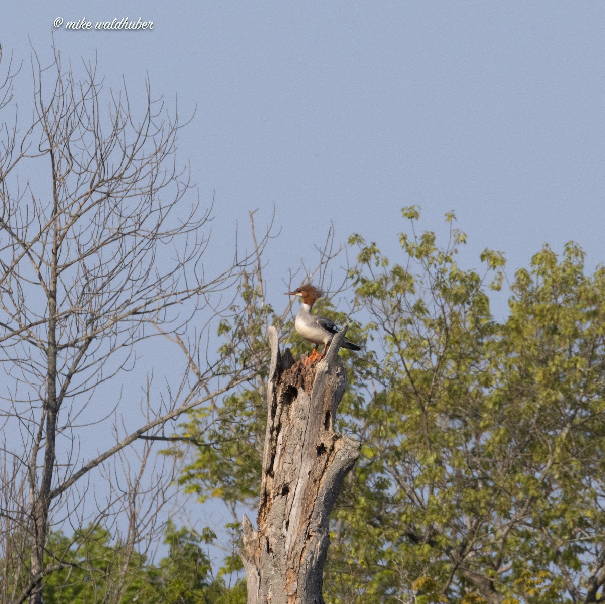 Common Merganser - ML620190483