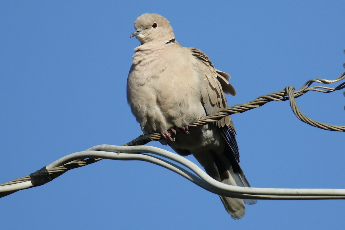 Eurasian Collared-Dove - ML620190485