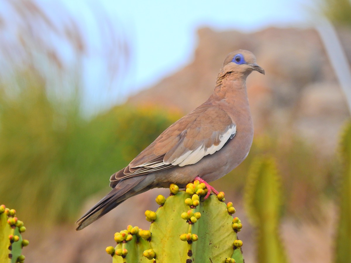 West Peruvian Dove - ML620190490