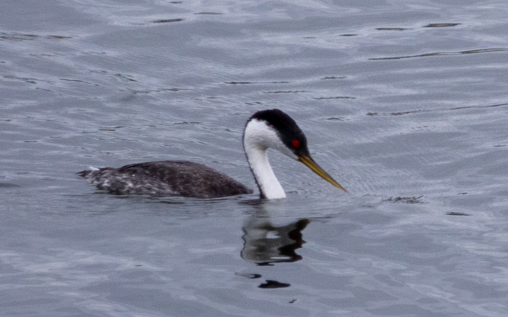 Western Grebe - ML620190499