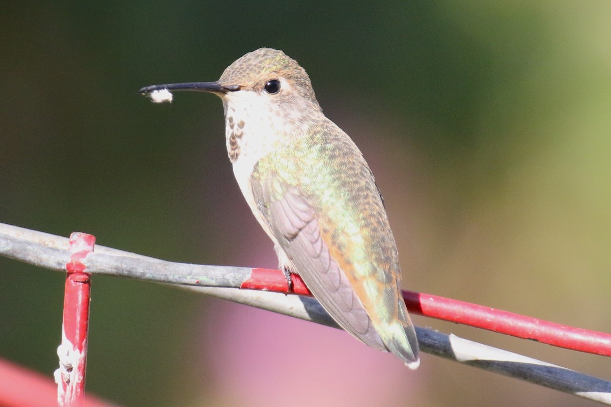 Allen's Hummingbird - ML620190503