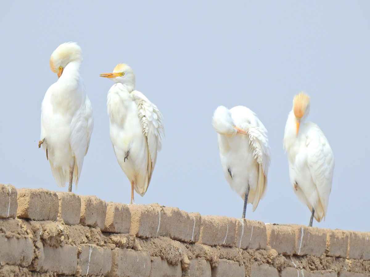 Чапля єгипетська (підвид ibis) - ML620190509