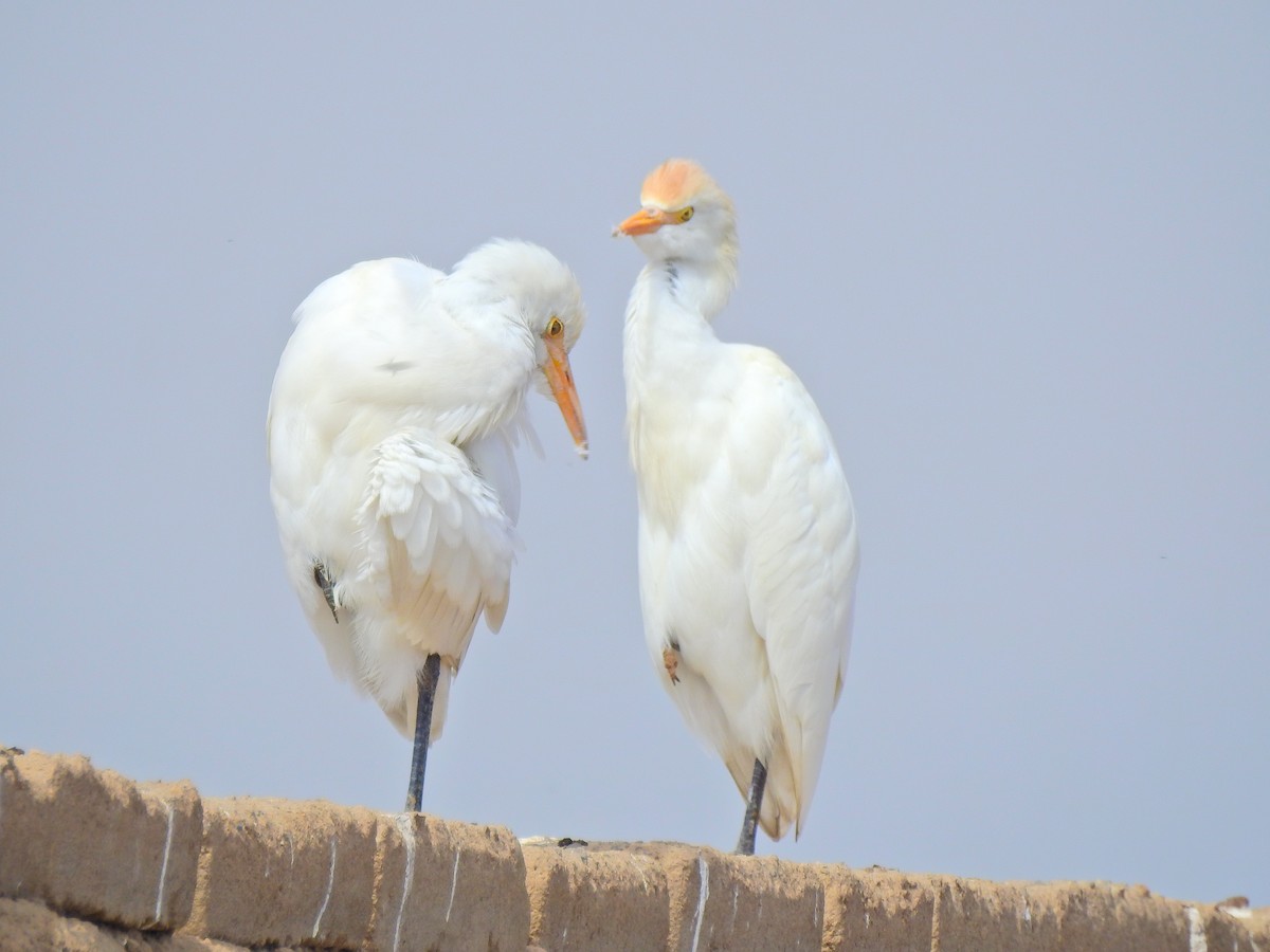 Чапля єгипетська (підвид ibis) - ML620190510