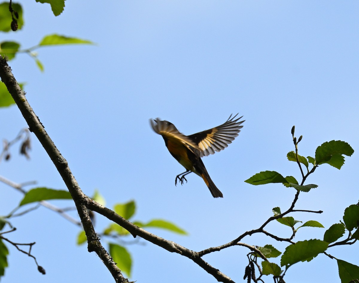 Rotschwanz-Waldsänger - ML620190516