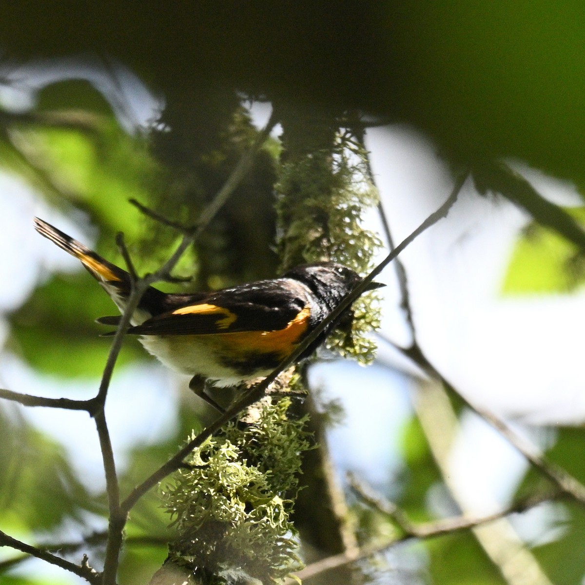 American Redstart - ML620190518