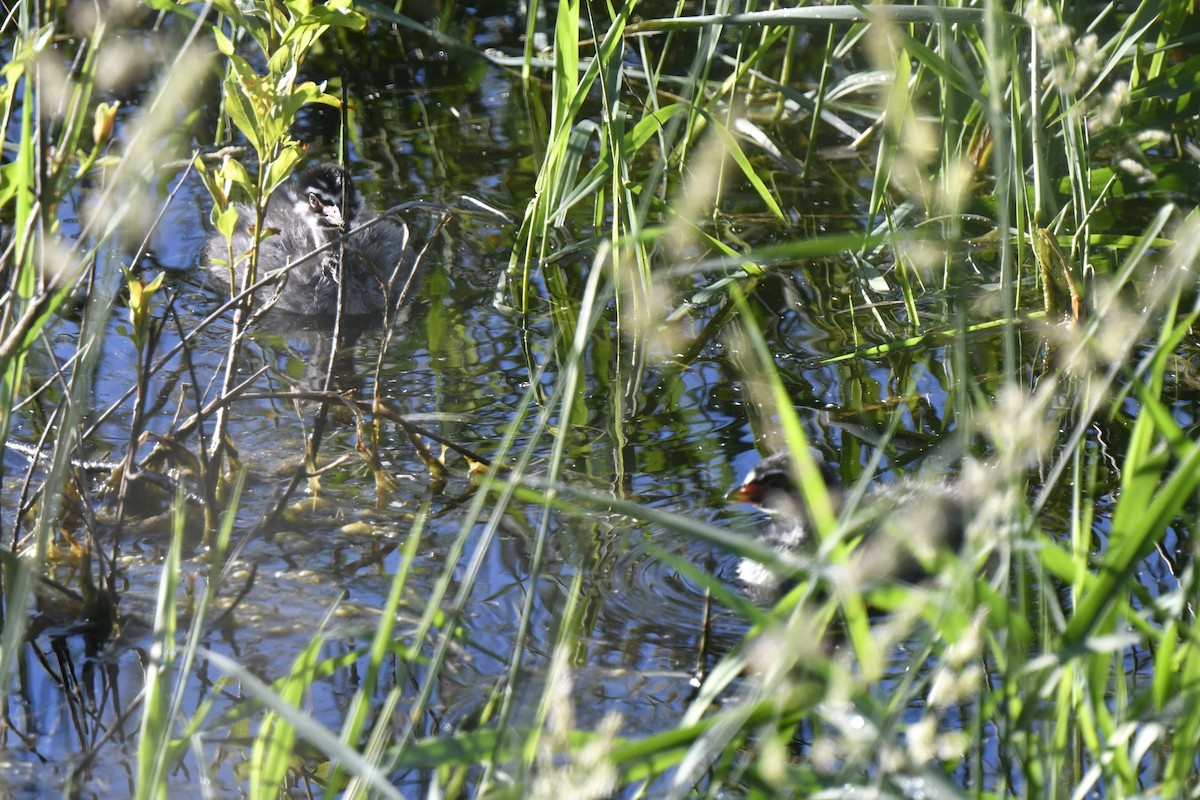 Pied-billed Grebe - ML620190519