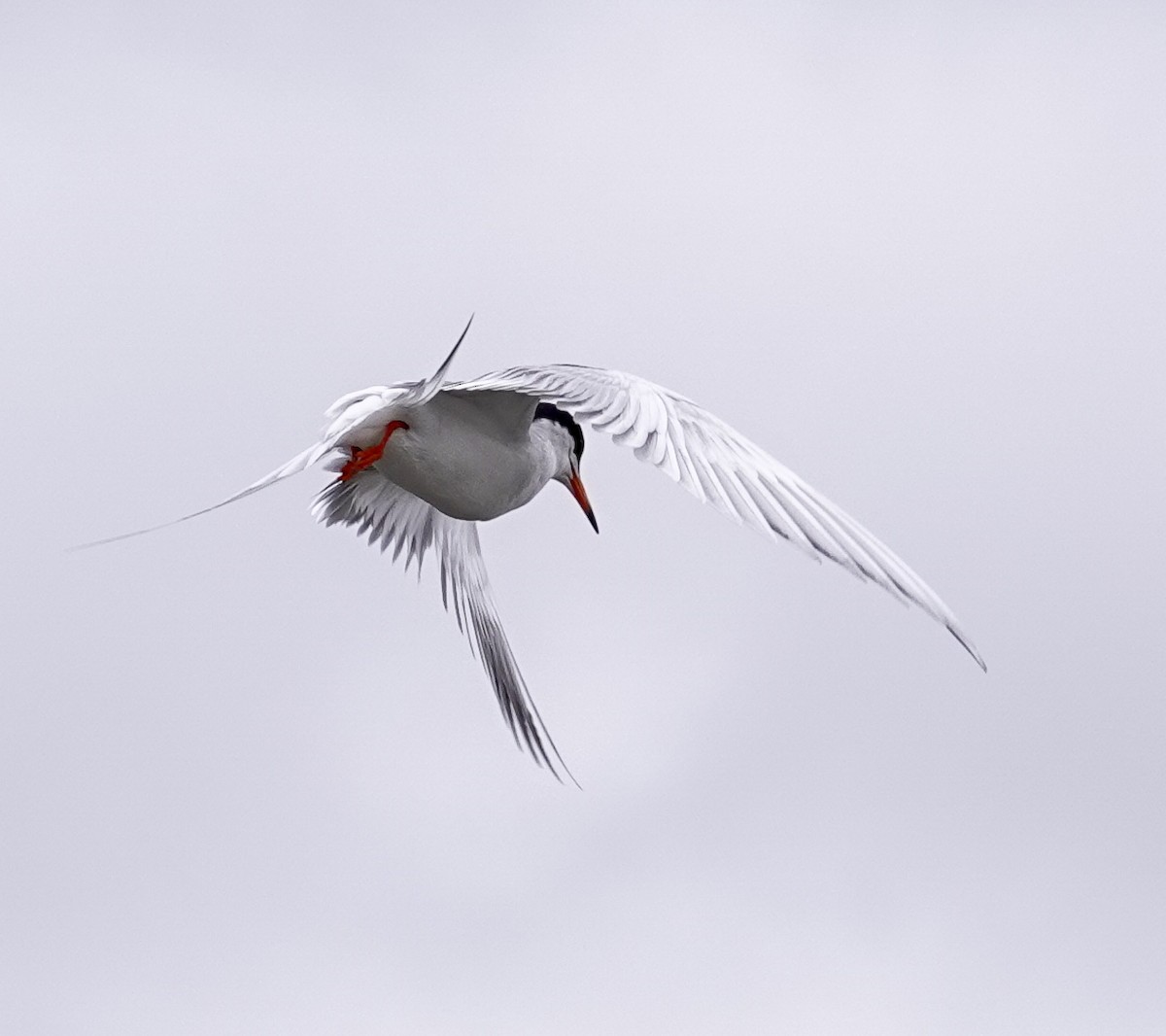 Forster's Tern - ML620190521