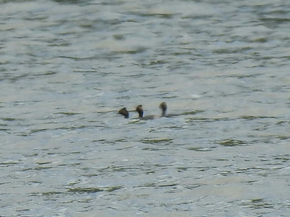 Eared Grebe - ML620190524