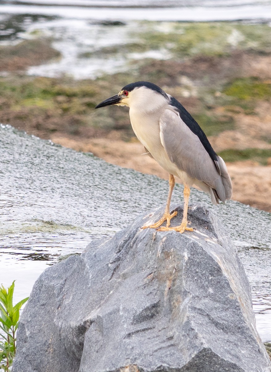 Black-crowned Night Heron - ML620190525