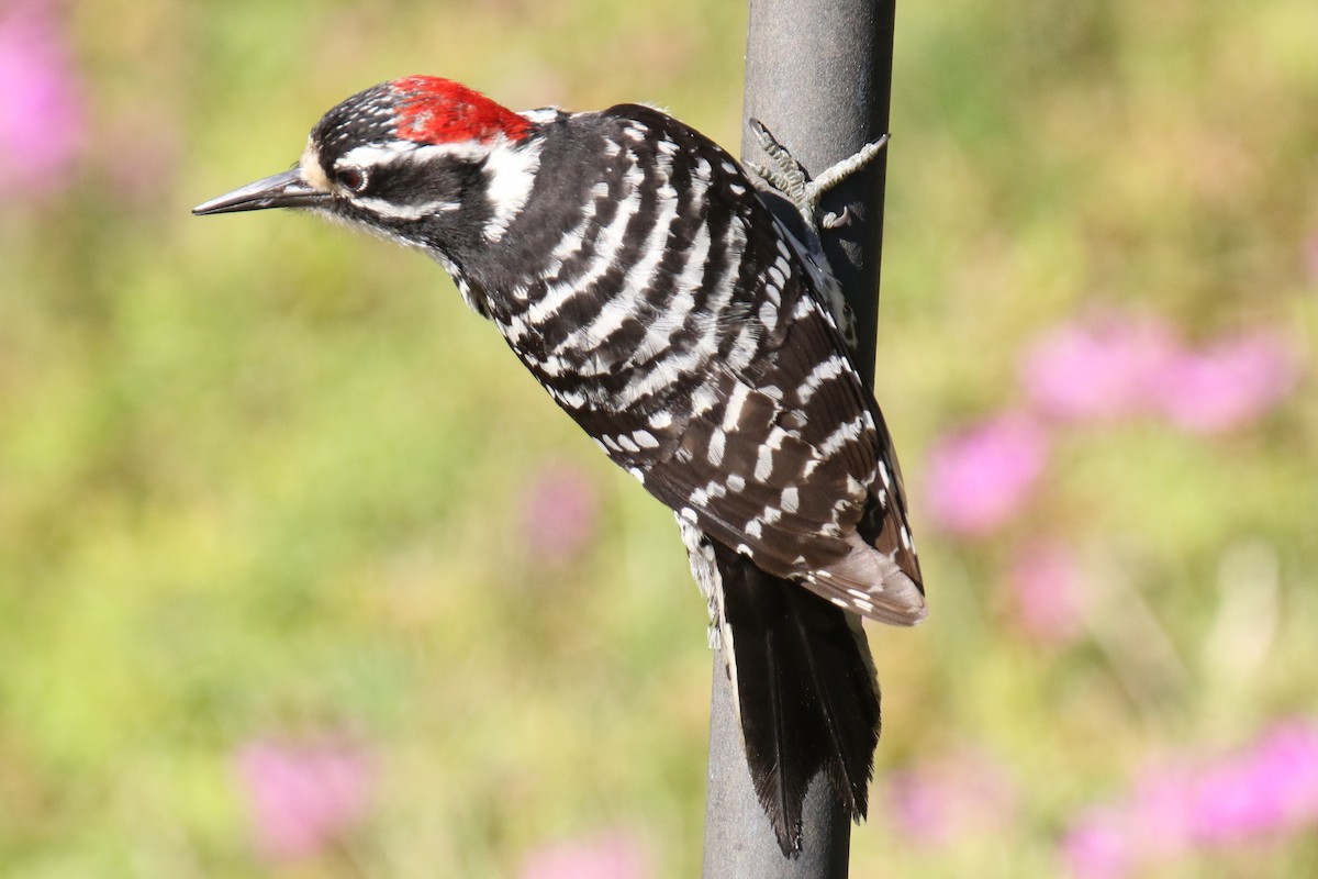 Nuttall's Woodpecker - ML620190526