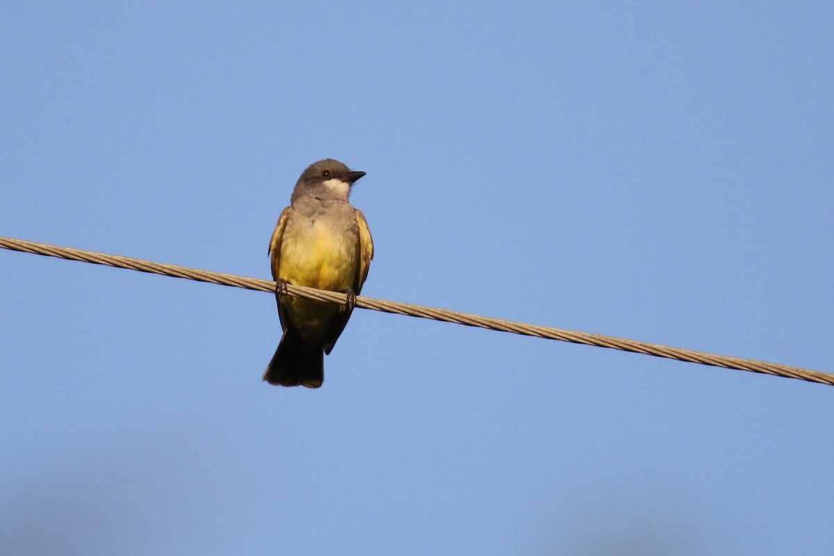 Cassin's Kingbird - ML620190532