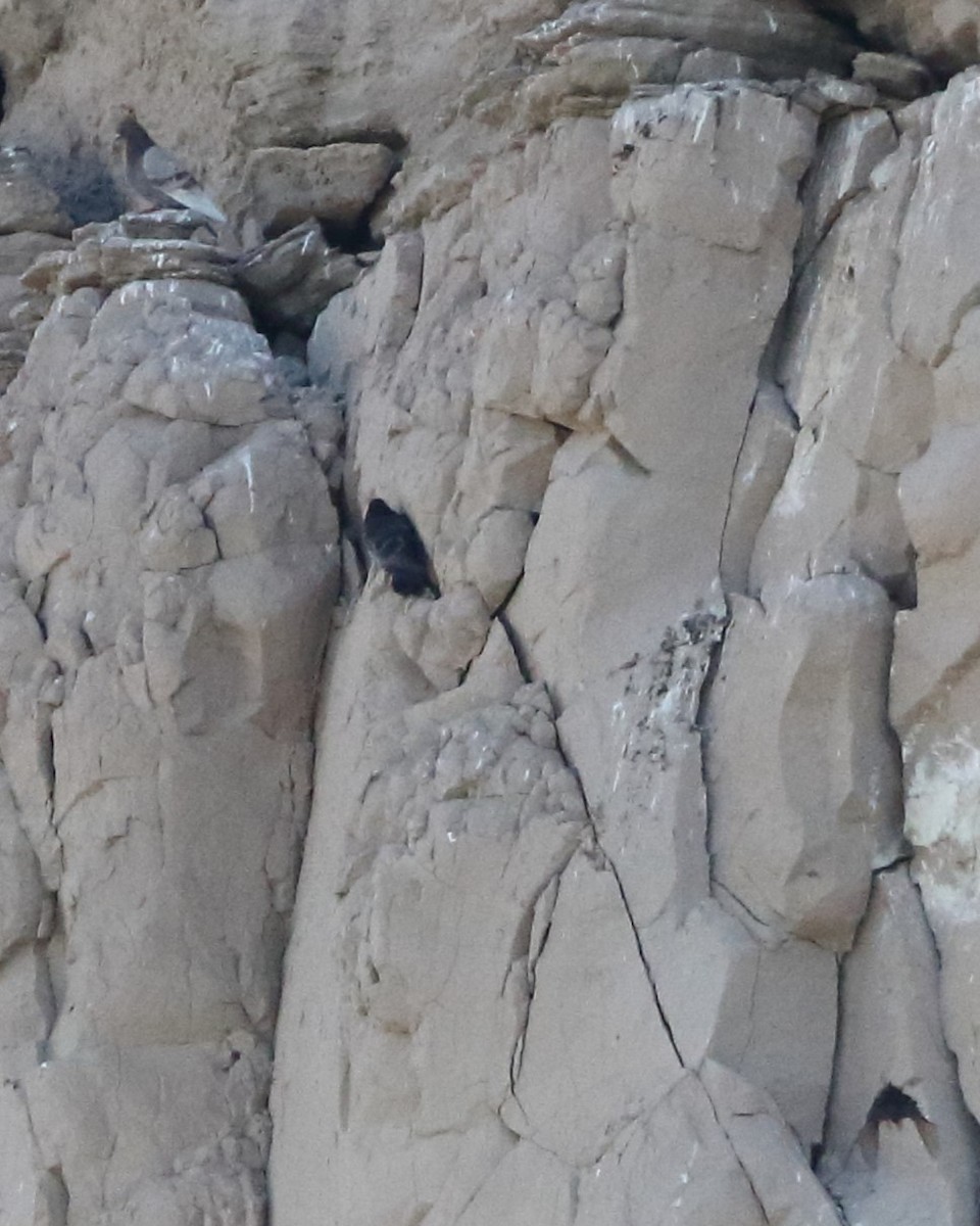 Rock Pigeon (Feral Pigeon) - ML620190539
