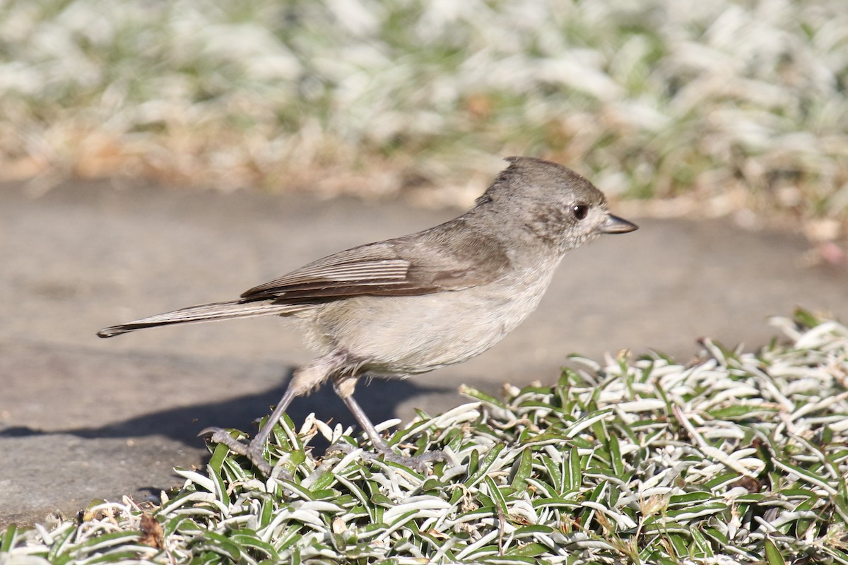 Oak Titmouse - ML620190553