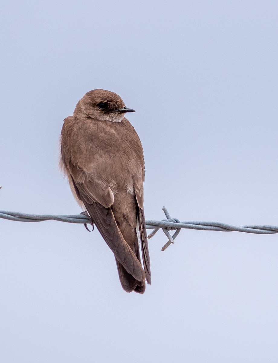 Northern Rough-winged Swallow - ML620190554