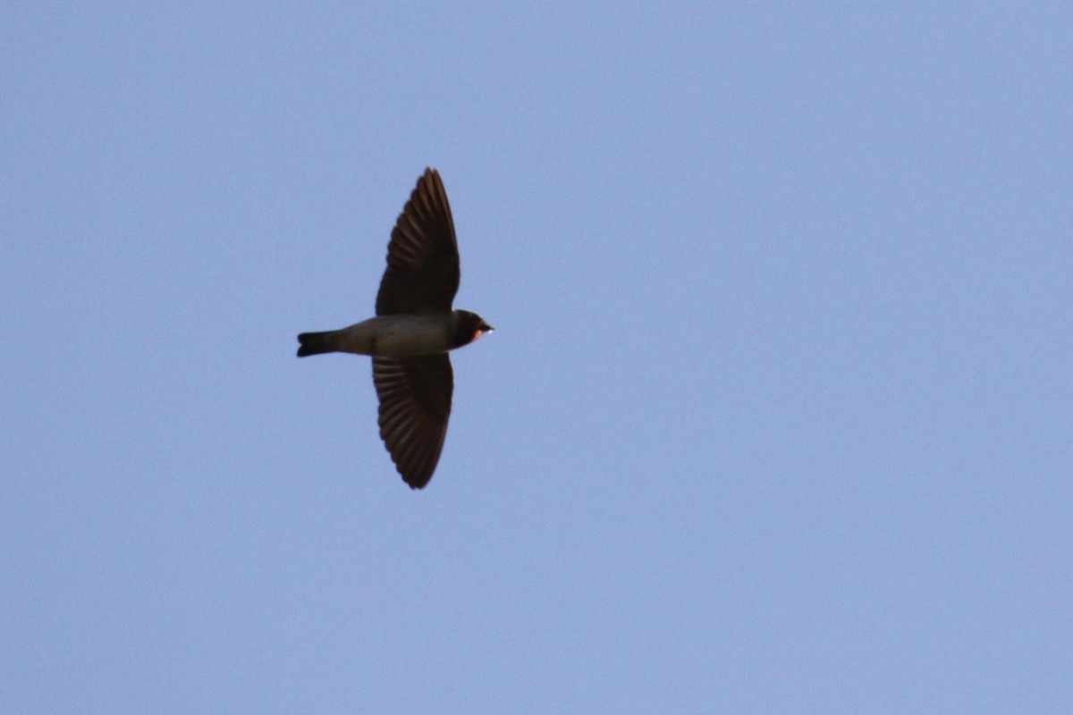 Cliff Swallow - ML620190557