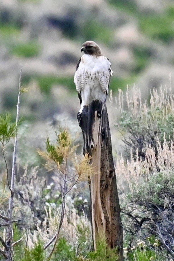 Red-tailed Hawk - ML620190562