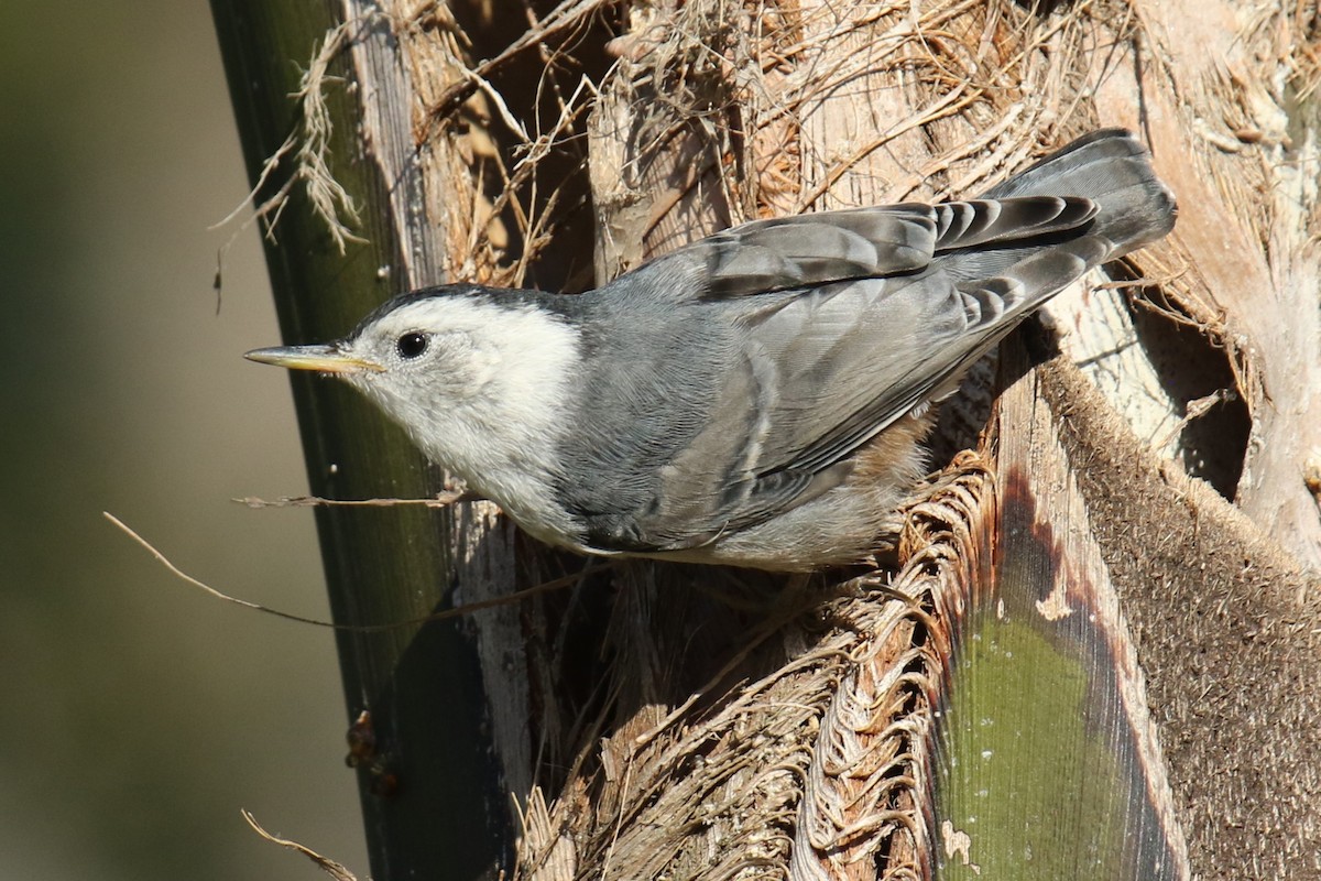 White-breasted Nuthatch - ML620190563