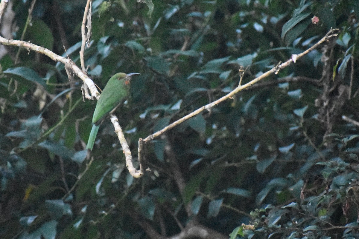 Red-bearded Bee-eater - ML620190574