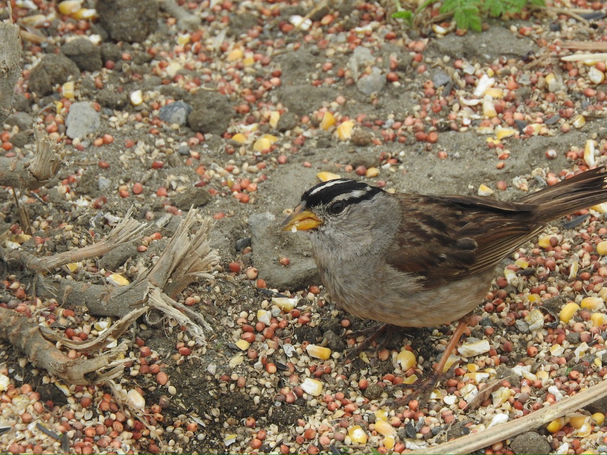 White-crowned Sparrow - Brooke Zhou