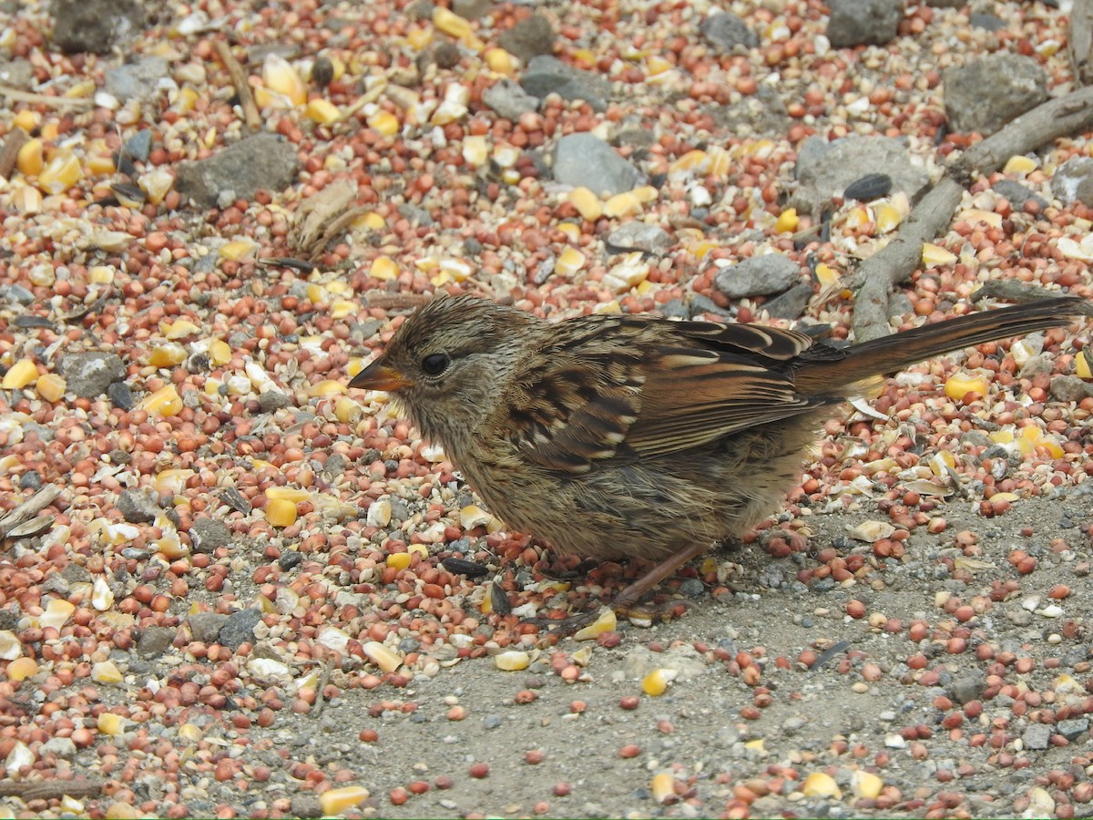 White-crowned Sparrow - ML620190576