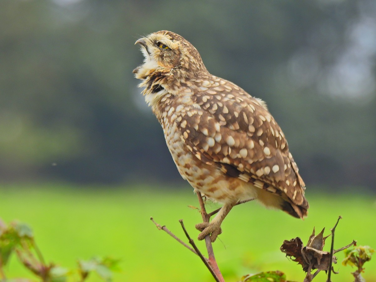 Burrowing Owl - ML620190578