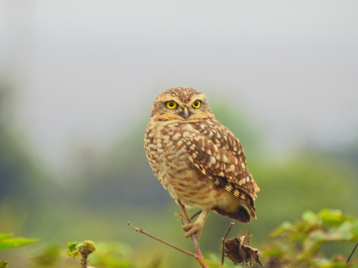 Burrowing Owl - ML620190579