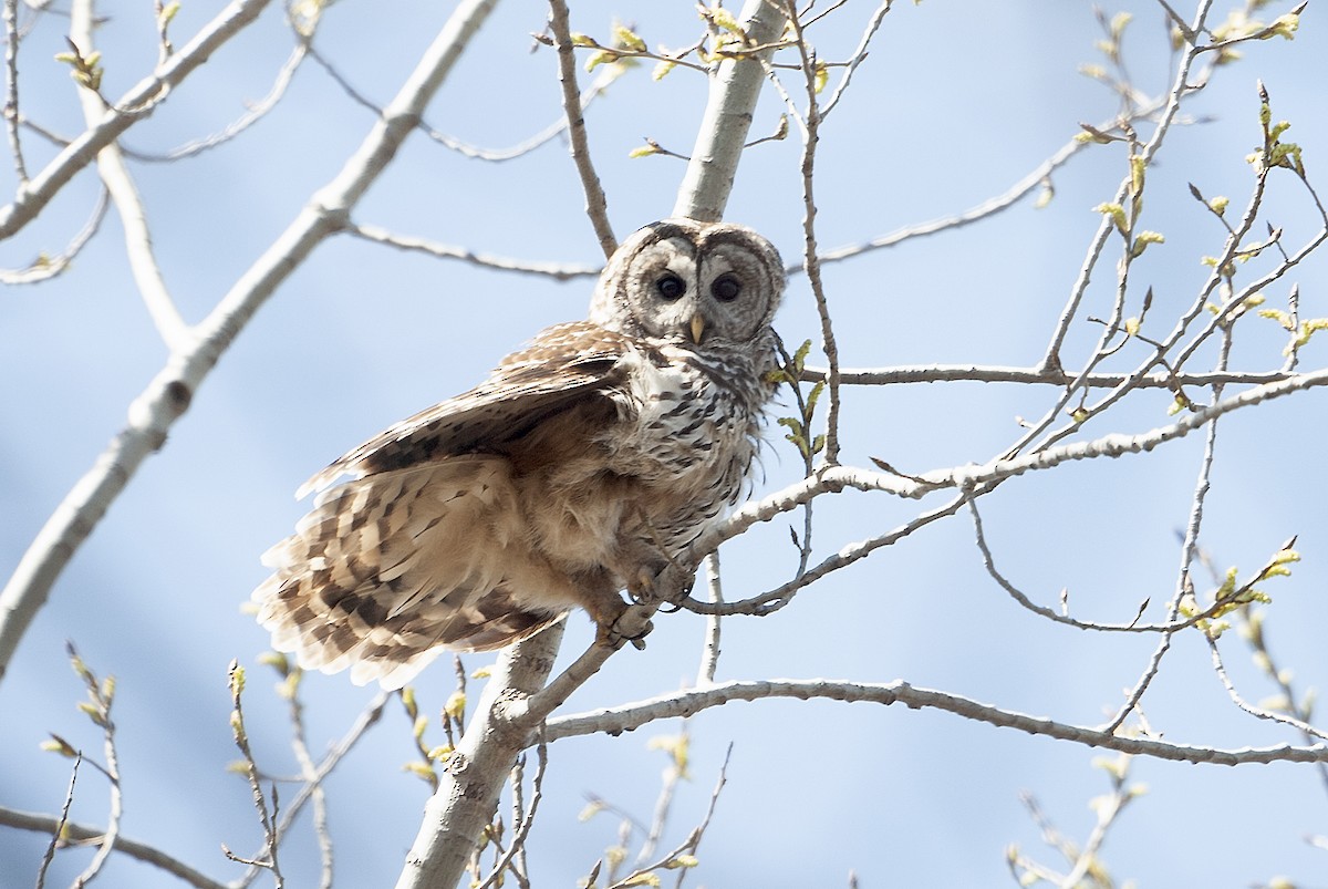 Barred Owl - ML620190581