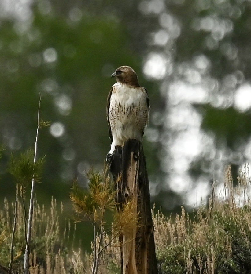 Red-tailed Hawk - ML620190583
