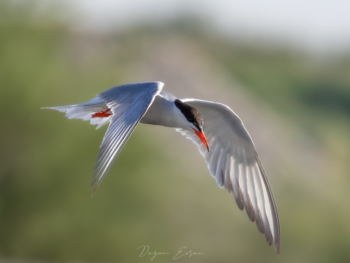 Common Tern - ML620190590