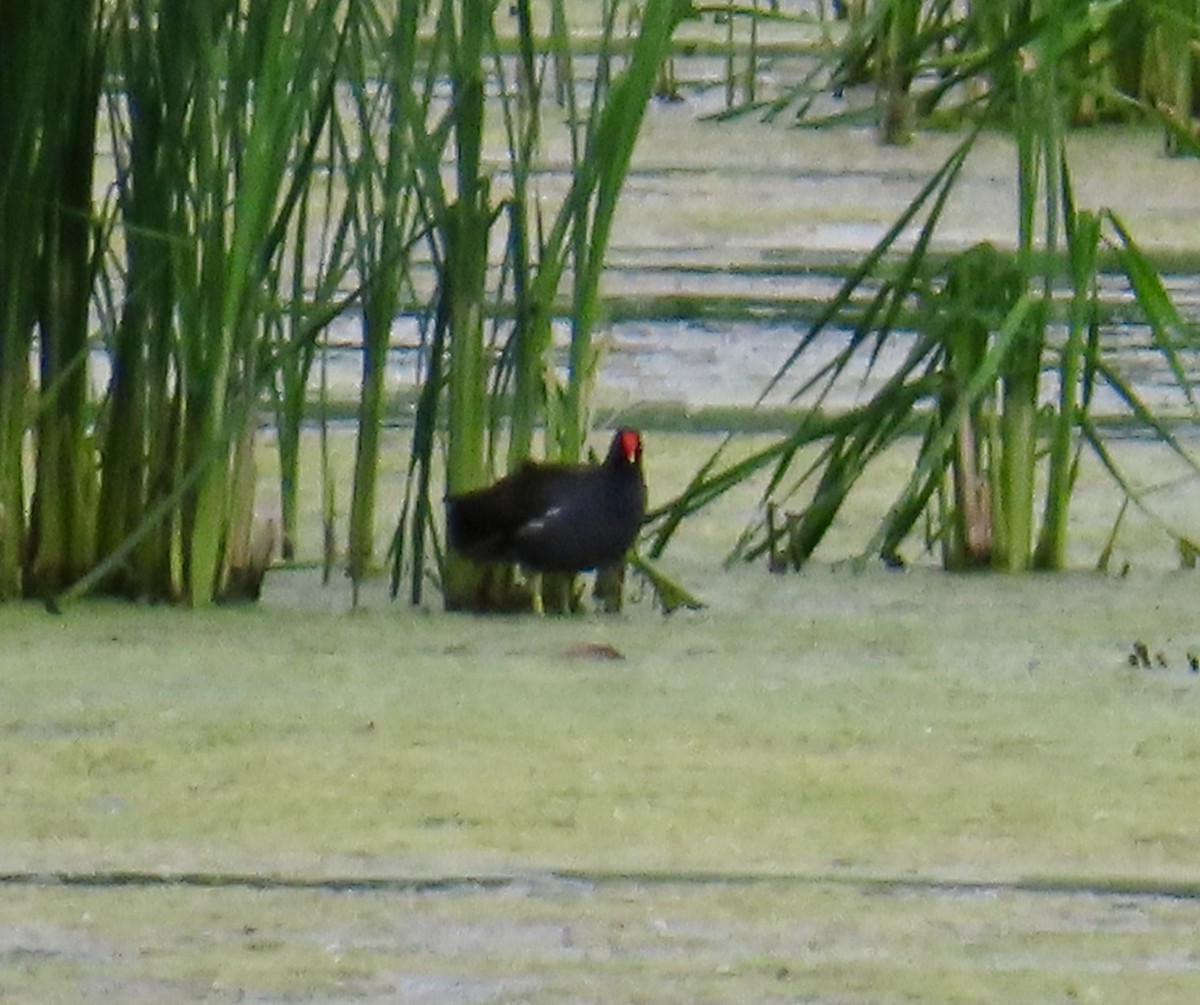 Common Gallinule - ML620190591