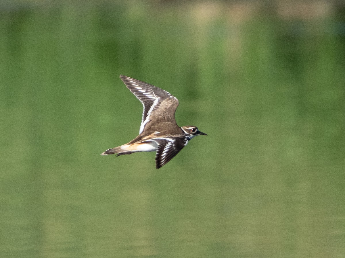 Keilschwanz-Regenpfeifer - ML620190593