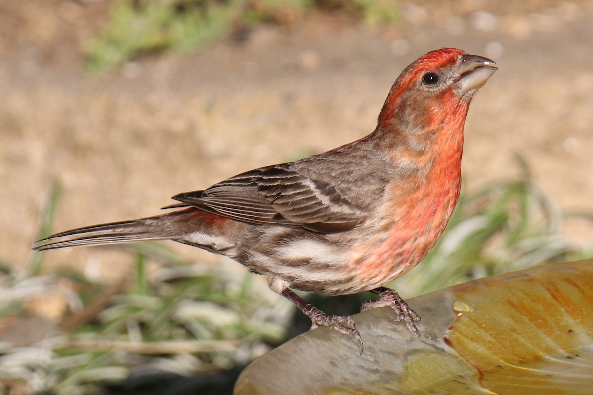 House Finch - ML620190595