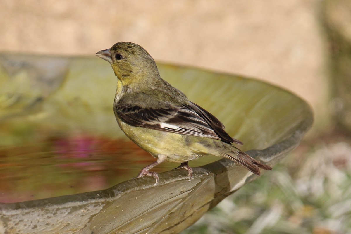 Lesser Goldfinch - ML620190600