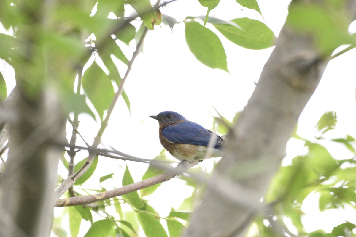 Eastern Bluebird - ML620190603