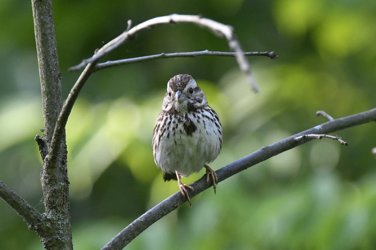 Song Sparrow - ML620190604