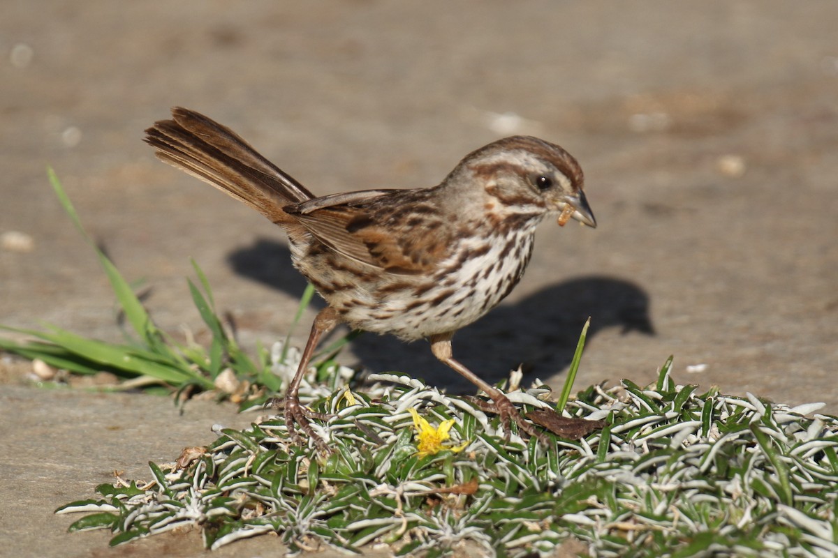 Song Sparrow - ML620190606