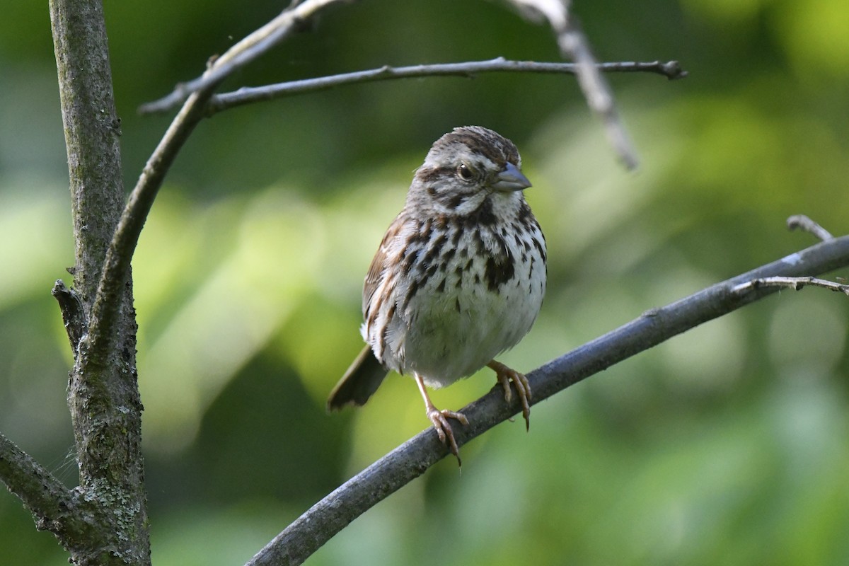 Song Sparrow - ML620190608