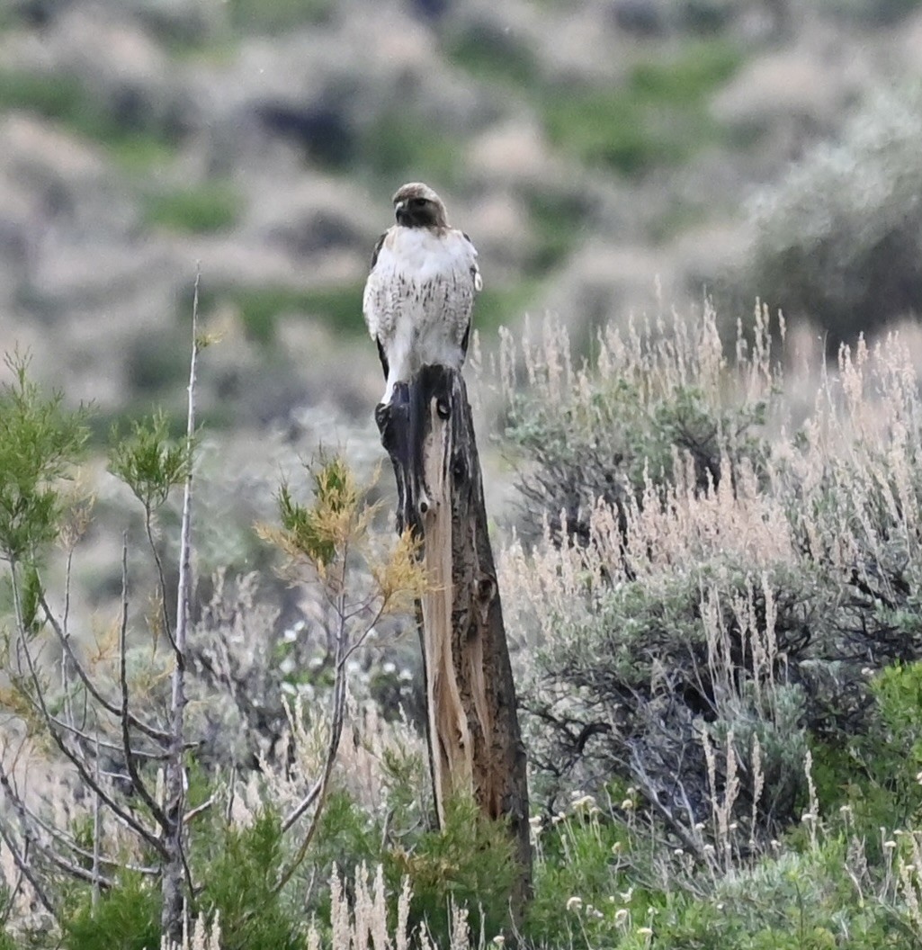 Red-tailed Hawk - ML620190612